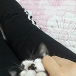 고양이 구ㅣ<b>엽당</b>