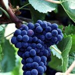 [방탄소년단] 때아닌 과일<b>출몰</b>