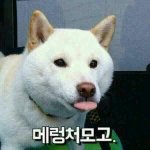 [드루와] 야 미챴다 ㅈㄴ급함
