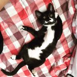 [고양이] 재구와 <b>오레오</b>의 동거생활＃＞＜