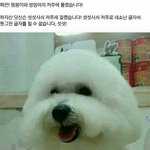 <b>저주</b>걸리는짤