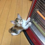 [드루와] 우리 고양이 <b>히터</b> 끄니까 주전자로 갔어..