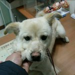 [강아지] 내일의 삶이 없이 안락사를 기다리던 아이들