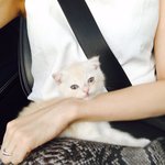 [고양이] 고양이 <b>두부</b>와겨울이
