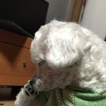 [EXO] 우리집개46) 발핥고 긁는 <b>푸름</b>이