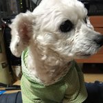 [EXO] 우리집개47) <b>미용</b>하고 며칠 안지나쓰 푸름이