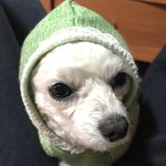 [EXO] 우리<b>집개</b>49)귀염둥이 쒸방씩씩