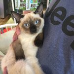 [개냥이고양] 개냥이자두이야기