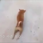 [EXO] <b>유튜브</b>에서 개 절뚝 영상 보고