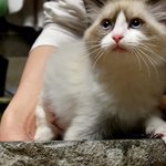 [고양이] <b>목욕</b>시키면 표정이,,, 이상한가봐요..
