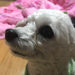 [EXO] 우리집개51)ㅠㅠㅠ 개이뻐 <b>미용</b>하고나서