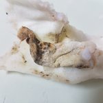 강아지 간식 속에 쓰레기 숨겨둠;;;