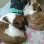 [EXO] 귀여운 것들... 콩벌레 같음