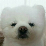 내 이상형 개 구체적임