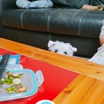 [EXO] 아까 강아지 올린다 했던 뇬