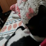 <b>이맛</b>에 고양이 키운다