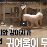 강아지와 강아지가 만나면 귀여움이 <b>두배</b>ㅜㅜ 강아지 친구 만났어요