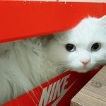 [EXO] 냥이 키우는 <b>집사들</b> 있냐?