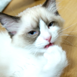 [고양이] <b>집사</b>를 아주 녹이려고 작정 들어간 고양이,,.,