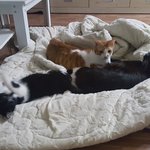 [고양이] 오늘도 폭탄주는 휘몰아칩니다~~