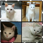 냥이 입양 계획중이신 분들 꼭 한번 봐주세요..