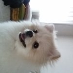 <b>포메</b>..궁금증