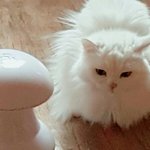 고양이 놀아 줄 시간 5시인데 안놀아주고 레이저 <b>기계</b> 틀어줬는데