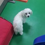 말티즈 키워본사람 ㅠ