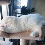 [뚜엘하몽] 잘생긴 <b>미묘</b>고양이 하몽이!! 9