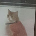 [EXO] 우리 고양이 <b>쉬</b> 싼다ㅋㅋㅋㅋ