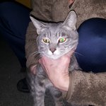 [고양이] [입양공고] 러시안블루 <b>믹스</b>(추정) 입양하세요.