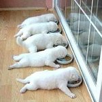 [댓글부탁해] 강아지랑있었던<b>일화</b> 풀어줘 암거나