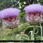 우리가 몰랐던 각종 식재료들의 <b>수확</b> 전 모습