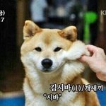 [하이큐] 네코<b>마랑</b> 후쿠로다니 학원이 서로 붙으면 누가 이길까