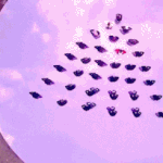 [방탄소년단] 낫투데이 해석 봤어?