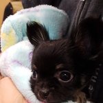 저희집 막둥이 비똥이에요!