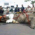 그러면 바다에는 얼마나 더 큰 <b>생물</b>이 있는 거임?