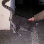 [입양] 러시안블루 <b>믹스</b>(추정) 입니다.