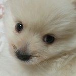 [EXO] 우리 멍멍이 성장과정 봐<b>주</b><b>셈</b>~^^ 1년반된우리애기