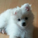 [EXO] 야 나 <b>성장</b>과정쓴애인데 우리도 헷갈림 무슨종인지