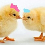 [EXO] ㅅㅂㅋㅋㅋ아까 댕댕이 <b>염색</b>한거보니까