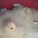 [EXO] 나 우리 멍뭉이 살때 ㅈㄴ웃겼던데 쌍커풀 <b>유무</b>로 가격이다름