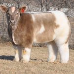 [댓글부탁해] 너네 앉았을때 <b>배</b> <b>몇</b>겹되냐