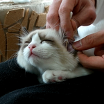 [고양이] <b>면봉</b>으로 살살 귀지청소 해주니 좋아하네요~