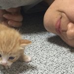 [고양이] 모세네집 아이언냥님 02