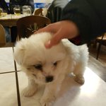 [읽어주세요] 강아지 주워왔는데 무슨 종인지좀 봐주라..