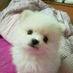 [<b>사진주</b>의] 얘들아 교정 얘기 나와서 나도 물아보는뎁