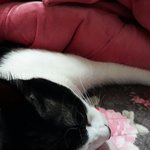 우리집고양이 다친줄ㅠㅠ
