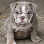 <b>인상</b> 써도 귀여운 개와 고양이