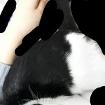 ㅈㄴ 똥쌌는데 고양이안나옴ㅠㅠ